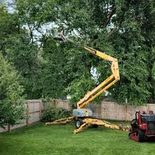 How Our Tree Care Process Works  in  Elk Grove Village, IL