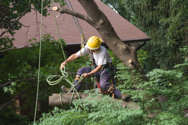 Elk Grove Village, IL Tree Care Company